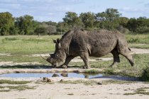 Rhinocéros blanc marchant près d'un trou d'eau dans les prairies d'Afrique — Photo de stock