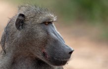 Profile portrait of baboon ape looking away in Africa — Stock Photo