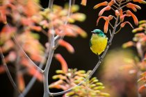 Collier femelle sunbird perché sur fleur d'aloès en Afrique — Photo de stock