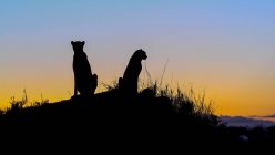 Silhouetten von zwei Geparden, die bei Sonnenuntergang auf einem Termitenhügel in Afrika sitzen — Stockfoto