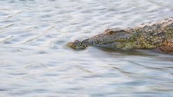 Coccodrillo africano camuffato nelle acque fluenti del fiume in Africa — Foto stock