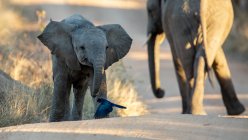 Elefante africano cría caminando orejas y padre animal en fondo, África - foto de stock