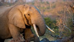Elefante africano trayendo tronco a boca mientras come en pastizales de África - foto de stock