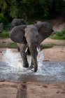 Elefante africano corriendo por el agua con salpicaduras alrededor de las piernas, África - foto de stock