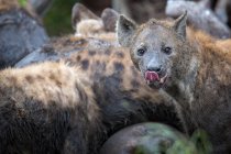 Group of spotted hyenas covered in mud, one looking in camera with tongue out, Africa — Stock Photo