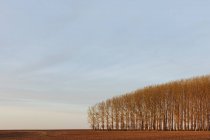 Bosque de choupos cultivados comercialmente no campo rural — Fotografia de Stock