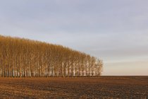 Grove of commercially grown poplar trees in countryside field — Stock Photo