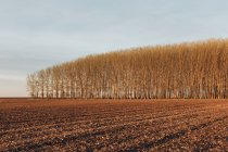 Grove of commercially grown poplar trees in countryside field — Stock Photo
