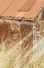 Antigua choza oxidada detrás de hierba seca - foto de stock