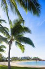 Palmeiras na praia em Ko Olina Beach Park, Oahu, Havaí — Fotografia de Stock