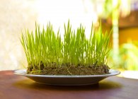 Decorative grass growing in soil on plate on table — Stock Photo