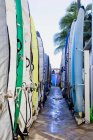 Armarios de tablas de surf junto a la playa con palmera, Islas del Pacífico, Hawái, Estados Unidos - foto de stock