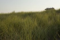 Піщані дюни і трава на пляжі, пляжний будинок у далечині, штат Вірджинія, США — стокове фото