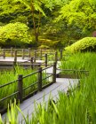 Paseo en jardín japonés cerca de estanque en vegetación verde - foto de stock