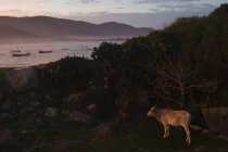 Grazing cow in fishing village of Armacao in Florianopolis, Brazil at sunset. — Stock Photo