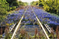 Blaue Motorhauben wachsen auf alten Bahngleisen im Wald — Stockfoto