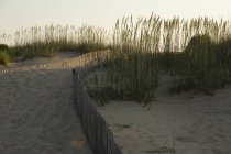 Sand dunes on coast of Virginia, USA, low light, fence and dune grass silhouette. — Stock Photo