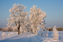 Snow covered road and trees in countryside of Estonia — Stock Photo