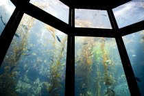 Monterey bay aquarium with swimming fishes, Monterey, California, Estados Unidos - foto de stock