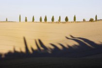 Árvores de cipreste na encosta da Toscana, Itália — Fotografia de Stock