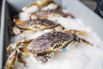 Group of fresh caught crabs shellfish on ice at fish market. — Stock Photo
