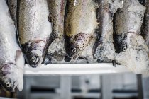 Fresh caught fish for sale on fish market stall. — Stock Photo