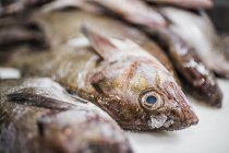 Close-up de peixe fresco na banca do mercado de peixe . — Fotografia de Stock