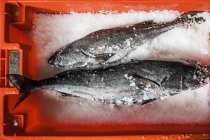 Zwei frische Fische am Fischmarktstand in Tablett auf Eis. — Stockfoto