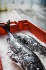 Dos pescados frescos en el mercado de pescado en bandeja sobre hielo . - foto de stock