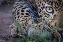Metade do rosto de leopardo, agachado de baixo para baixo, olho verde, olhando para a câmera, Parque Nacional do Grande Kruger, África . — Fotografia de Stock