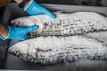 Hands in gloves holding fresh fish on fish market stall covered in ice and salt. — Stock Photo