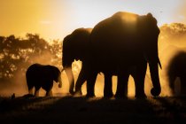 Silhuetas de elefantes africanos contra fundo amarelo alaranjado, Parque Nacional do Grande Kruger, África . — Fotografia de Stock