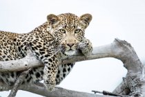 Leopard cub lying on branches, paws draped over branches, white background, Greater Kruger National Park, Africa. — Stock Photo