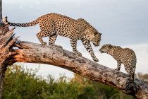 Female leopard walking down log to cub, paw in air, Greater Kruger National Park, Africa. — Stock Photo
