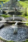 Vue en angle élevé de l'homme dans des échassiers travaillant dans des réservoirs d'eau à la pisciculture . — Photo de stock