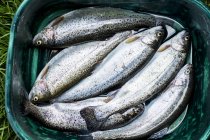 High angle close-up of bucket with freshly caught trouts at farm. — Stock Photo