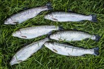 High angle close-up of freshly caught trouts lying in green grass. — Stock Photo