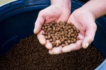 Close-up of male hands holding heap of brown fish food pellets at fish farm. — Stock Photo