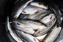 High angle close-up of bucket with freshly caught trouts at fish farm. — Stock Photo