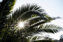 Close-up de filtragem de luz solar através de folhas de palmeira . — Fotografia de Stock