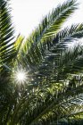 Primer plano de la luz solar filtrándose a través de hojas de palmera . - foto de stock