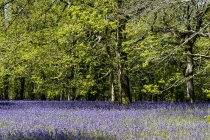Tapete de sinos azuis na floresta exuberante na primavera . — Fotografia de Stock