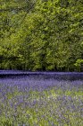 Tapis de bluebells dans la forêt au printemps . — Photo de stock