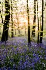 Alfombra de campanas azules en el bosque en primavera . - foto de stock