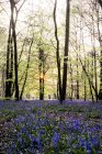 Alfombra de campanas azules en el bosque en primavera . - foto de stock