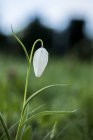 Крупный план нежного белого цветка Снейкс Хэд Фритлари на лугу . — стоковое фото
