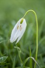 Close-up de flor branca delicada de Serpentes Cabeça Fritilária no prado . — Fotografia de Stock