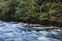 Rio que flui através da exuberante floresta tropical temperada em Mount Baker, Washington, EUA — Fotografia de Stock