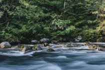 Rio que flui através da exuberante floresta tropical temperada em Mount Baker, Washington, EUA — Fotografia de Stock