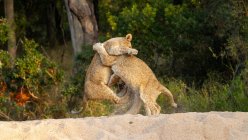 Два льва играют вместе на задних лапах, Национальный парк Большого Крюгера, Южная Африка — стоковое фото